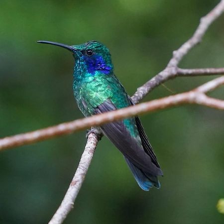 Campo Azul - Monteverde 外观 照片