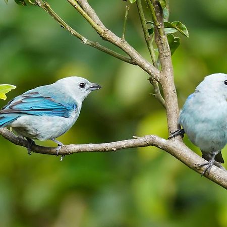 Campo Azul - Monteverde 外观 照片