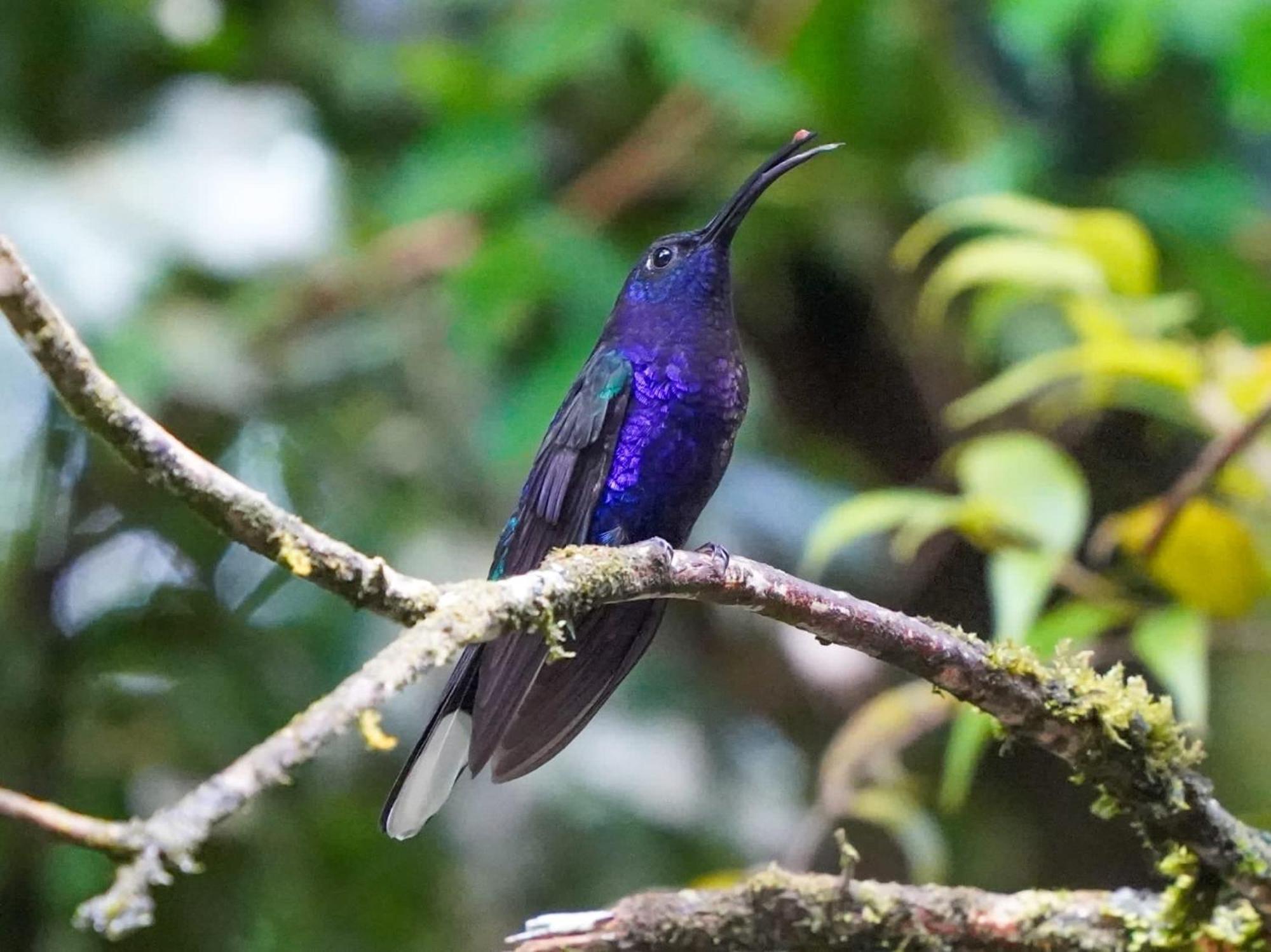 Campo Azul - Monteverde 外观 照片