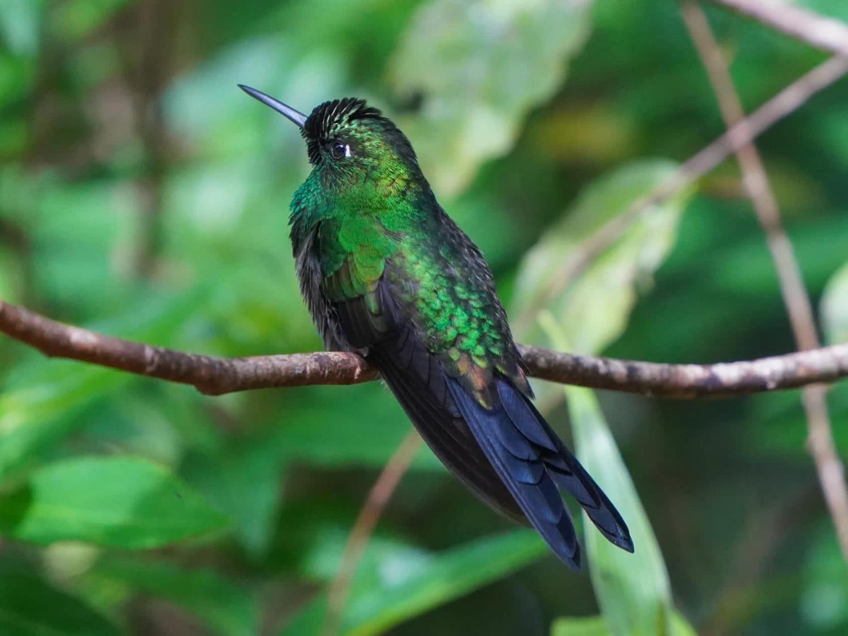 Campo Azul - Monteverde 外观 照片