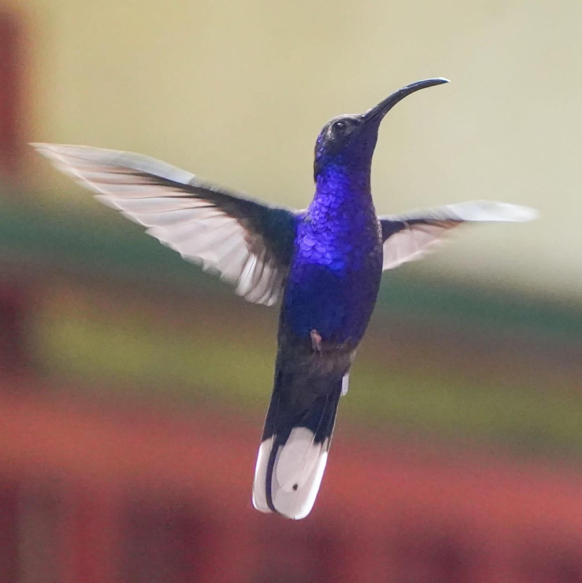 Campo Azul - Monteverde 外观 照片