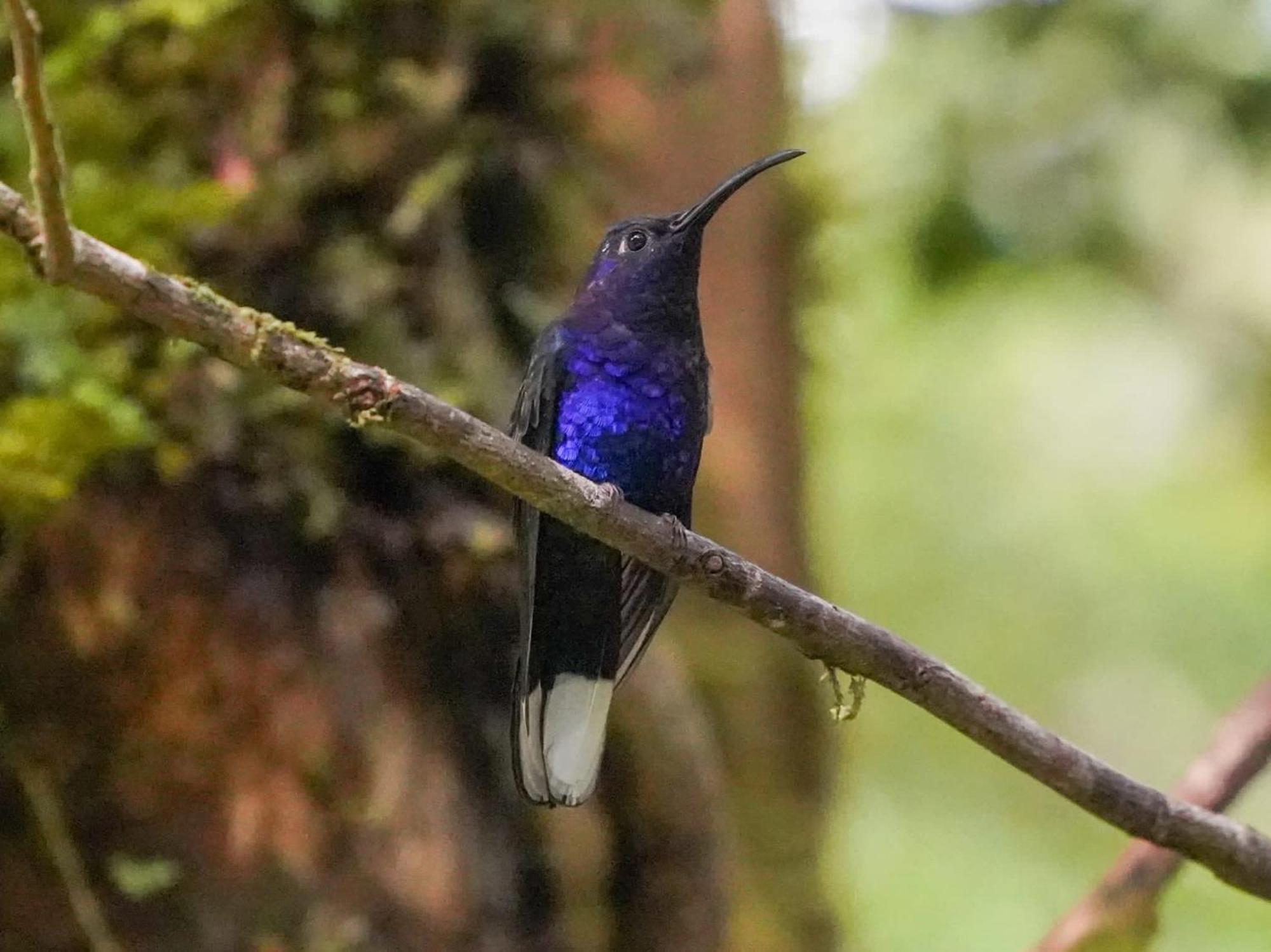 Campo Azul - Monteverde 外观 照片